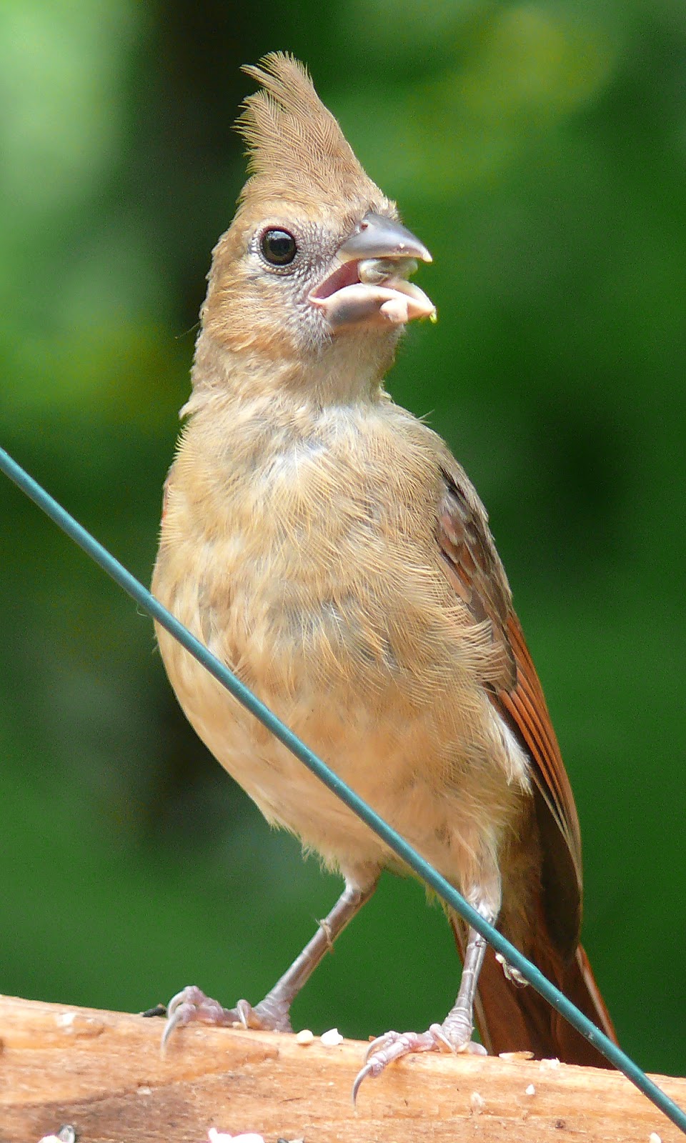 Cardinal red yellowish breast The cardinal red yellowish breast with